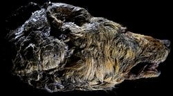 Sibirya'da 40 Bin Yıllık Çok İyi Korunmuş Dev Kurt Fosili Bulundu!
