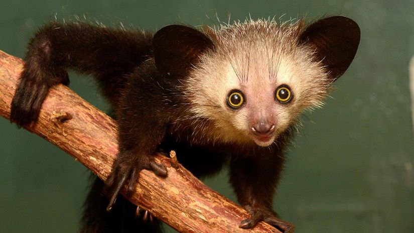 Aye-Aye (Daubentonia madagascariensis)  Lemurlar, Madagaskar'a ilk ulaştıklarından beri büyük ölçüde çeşitlendi. Aye-aye ve onun soyu tükenmiş akrabalarının ilk olarak kolonizasyondan kısa bir süre sonra ayrıldığı düşünülüyor.