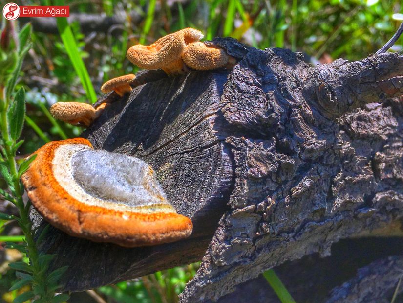 Polyporaceae sp. Zonguldak.