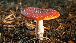 MİKOLOJİ VE MANTAR NEDİR ? GİRİŞ