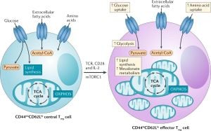 New Study Links Genetic Variants To Crohn's Disease Risk