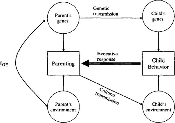 Ebeveyn-Çocuk Davranışının Davranışsal Genetik Modeli