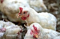 Suspected case of bird flu detected in large poultry flock in Co Tyrone
