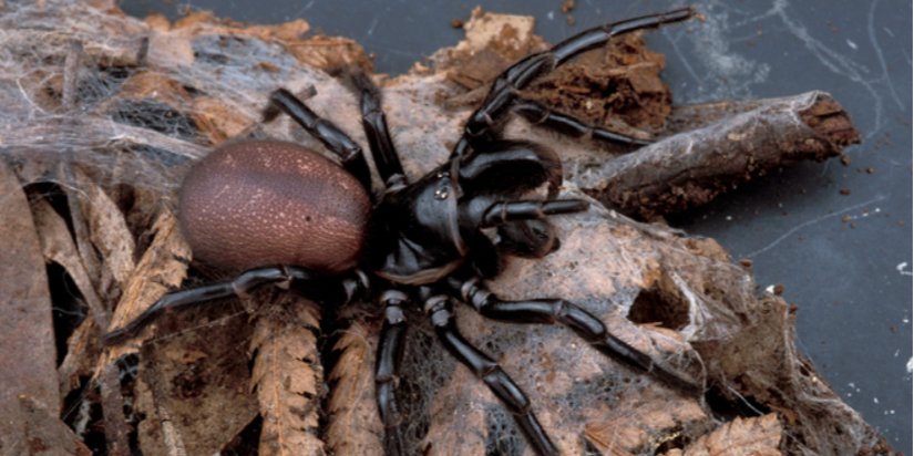 Huni ağ örümceği