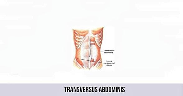 Transversus Abdominis