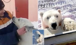 Ontario Man Bravely Saves Wife From Polar Bear Attack