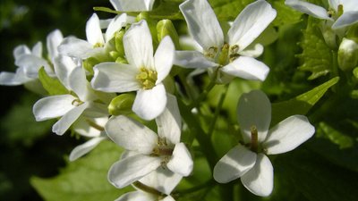 Brassicales (Brassicales)