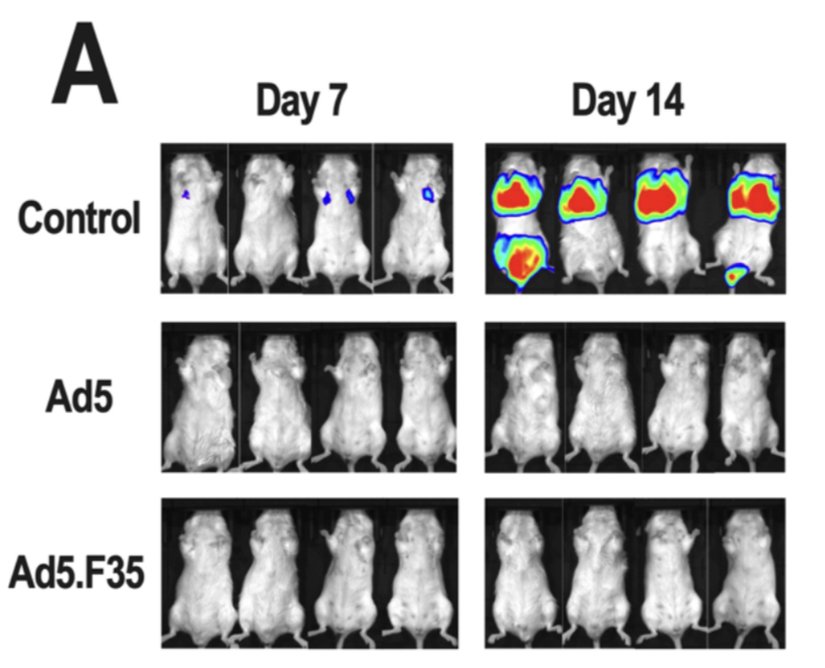 Ad5-GUCY2C-S1 ve Ad5.F35-GUCY2C-S1'in titümör etkinliği