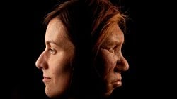 Kırmızı Kan Hücrelerindeki Genetik Farklılıklar, Neandertallerin Soyunun Tükenmesini Hızlandırmış Olabilir.