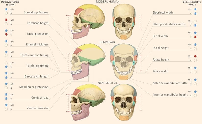 Modern insan ve Denisova-Nendertal arasındaki antropometrik farklar.