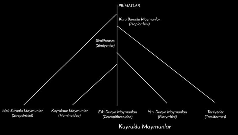 Primatlar içerisinde Ön Maymunlar (Prosimians, Prosimiyenler: lemurlar, lorisler, galagolar, ayaylar ve tarsiyerler) ve Maymunlar (Simians: Eski Dünya Maymunları ve İnsaymunlar) bulunur. Primatlar bunun haricinde, Nemli Burunlu Maymunlar (Strepsirrhini) ve Kuru Burunlu Maymunlar (Haplorrhini) şeklinde iki büyük Alt Takım'a da ayrılabilirler.