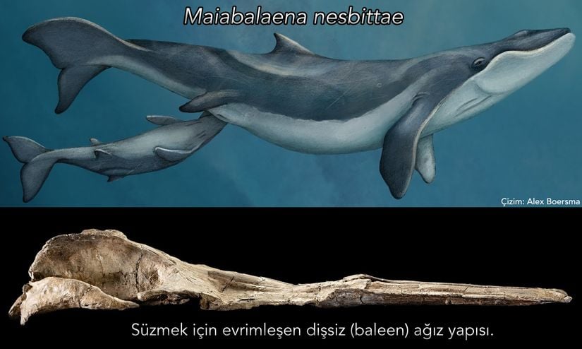 Oligosen Devri'nde yaşamış bir anne Maiabalaena nesbittae türünün yavrusu ile illüstrasyonu.