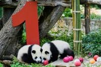 Berlin's newest panda twins, Leni and Lotti, celebrate their 1st birthday