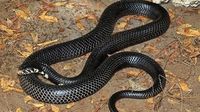 Karnataka Reports Alarming Rise In Snake Bite Cases & Deaths