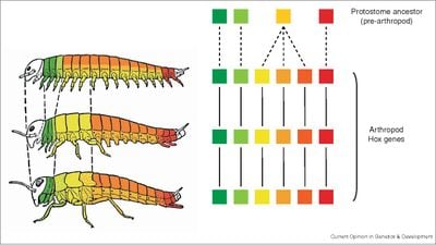 HOX Geni Nedir? Organlar Nerede ve Nasıl Oluşmaları Gerektiğini Nereden Biliyorlar?