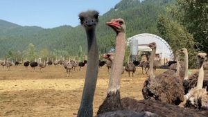 B.C. Judge Halts Cull Of 400 Ostriches Amid Avian Flu Fears