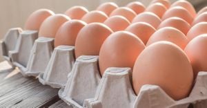 Holiday Rush Fuels Egg Price Surge Amid Avian Flu