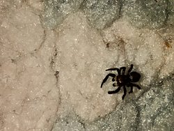 Plexippus paykulli cinsi örümcek zehirli midir?