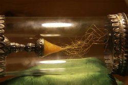 Önemli şahsiyetlerin genetik kalıntılarından  fiziksel özellikleri bulunabilir mi?