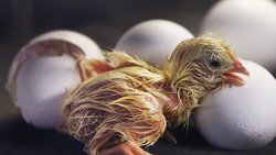 Are the eggs we eat unborn chicks? How can we know if an egg is fertilized?