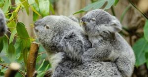 Couple Discovers Koala Taking A Nap On Their Bed