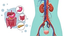 Boşaltım Sistemi Nedir? Boşaltım Sistemindeki Yapı ve Organların Görevleri Nelerdir?