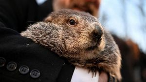 Punxsutawney Phil Predicts Six More Weeks Of Winter