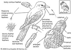 Hamuli ile barbüllerin arasındaki fark ne?