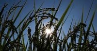 Exact date five-day UK heatwave will start and end as England faces 33C