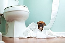 Köpeklerde ürinasyon, yaygın adıyla işeme davranışının mekanizması nedir?