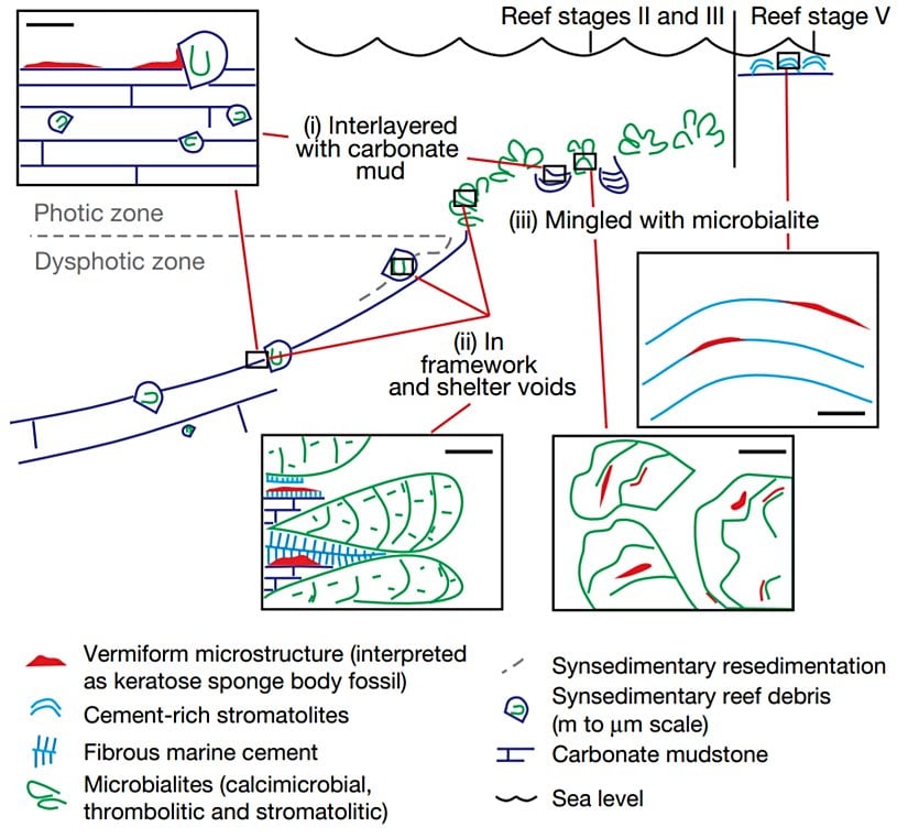 Fosillerin keşfedildiği ekosistemlerin çizimi
