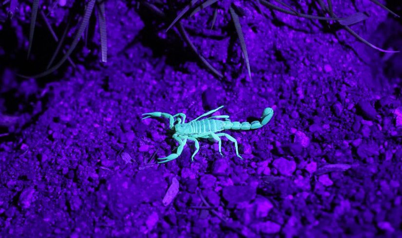 UV ışık altındaki bir arizona akrebi (centruroides sculpturatus).