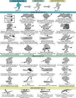 Ahtapotlar Görevlerine Göre Farklı Kollarını Tercih Ediyor: Bilim İnsanları Yeni Davranış Kalıpları Ortaya Çıkardı.