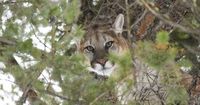 Woman killed in suspected mountain lion attack in Larimer County