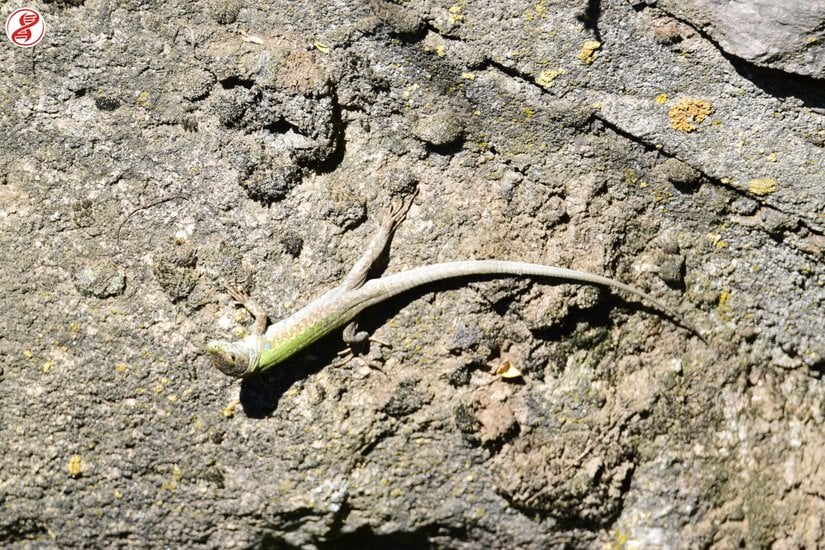 Bolu'da ilk kez Evrim Ağacı olarak gözlemleyip, kayıt altına aldık.