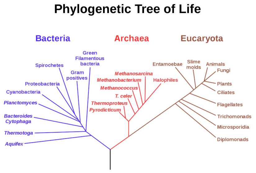Bu ağaçta da ilk canlı, ağacın dibidir. Yukarıda da bahsettiğimiz gibi, ilk canlılar evrimleşerek milyonlarca yıl içerisinde Bacteria (bakteriler), Archaea (Akealar) ve Eukarya (Ökaryotlar) domain’lerini (biyolojik sınıflandırmanın en geniş basamağı domain’dir) oluşturmuştur. Ağacı kök kısmından başlayarak, dışarıya doğru takip ederseniz, evrim basamaklarını görebilirsiniz.