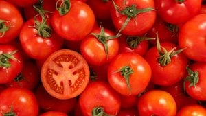 Sebze Nedir? Meyve Nedir? Domates Meyve midir?