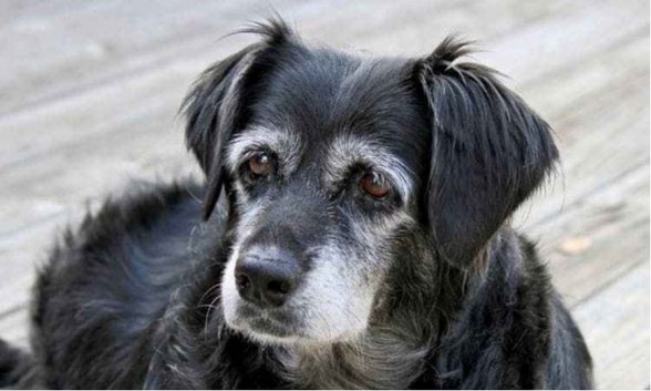 kılları beyazlayan köpek