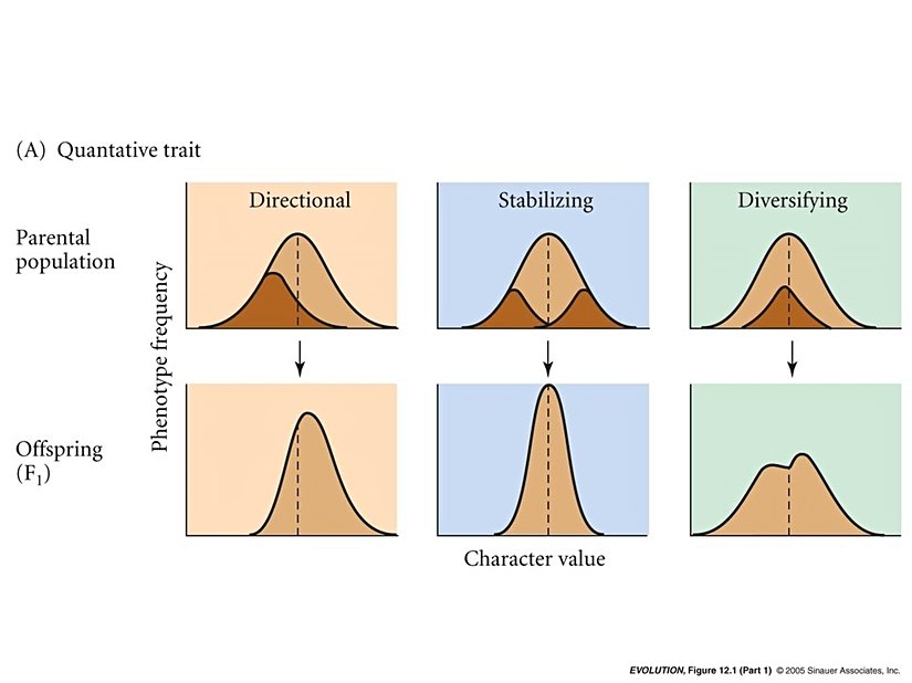 Seçilim etkisi altında sürekli çeşitlilik dağılımının değişimi...
