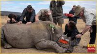 ANTI-POACHERS TURN RHINO HORNS RADIOACTIVE
