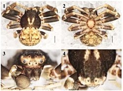 Sivas'dan yeni bir örümcek türü keşfedildi: Ozyptila baraki