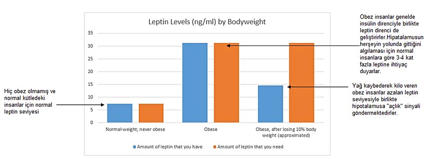 Leptin direncinin gelişimi.