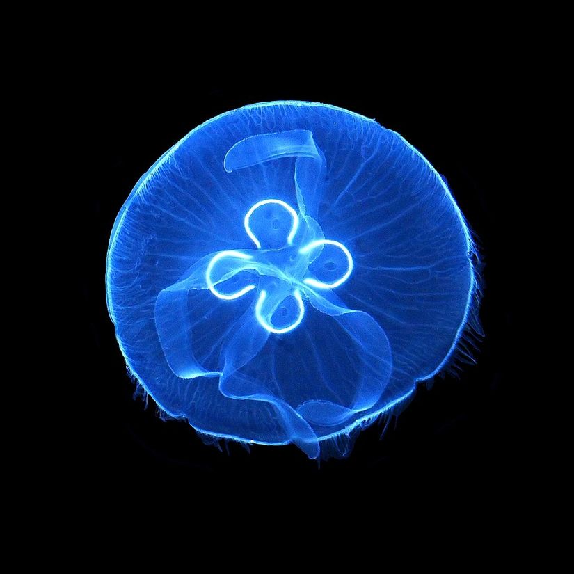 Aurelia aurita