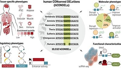 Bizi İnsan Yapan Şey, Genomumuzdan 
