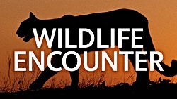 Kaliforniya'daki Dağ Aslanı Saldırısında Kardeşlerin Doğru Adımları Hayat Kurtardı.