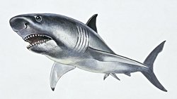 Yeni Bir Araştırmaya Göre Megalodonlar Daha Önce Düşündüğümüzden Daha Zayıftı.
