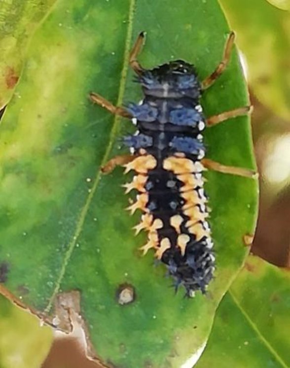 Uğur Böceği Larvası