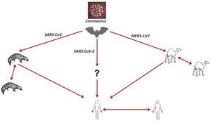 New Bat-Origin Coronavirus Discovered In China