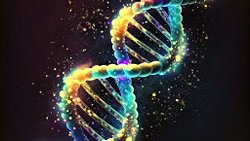 Genler Morfolojiyi Nasıl Etkiliyor?