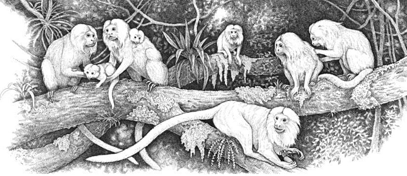 İşbirlikçi yetiştirimde bulunan bir aslan maymuncuğu (Leontopithecus rosalia) grubu.